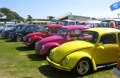 A line-up of beetles