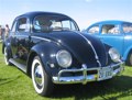 Beautiful shiny black beetle