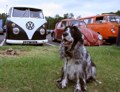 These vehicles are protected by an attack dog. This is not that dog